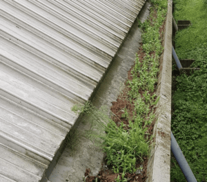 Happy customers in Caddington who trust The Roof Moss Cleaners for gutter cleaning services